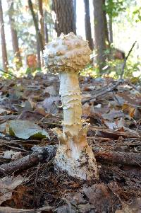 Amanita daucipes image