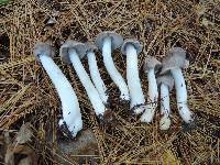 Tricholoma myomyces var. cystidiotum image