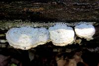 Gloeoporus dichrous image