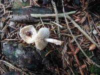 Lepiota felina image