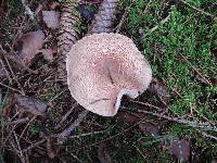 Lepiota subincarnata image