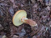 Suillus grevillei image