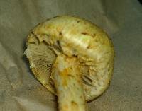 Pholiota squarrosa image