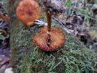 Gymnopilus luteus image