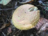 Amanita persicina image