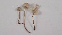 Mycena galericulata image