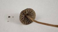 Mycena leptocephala image