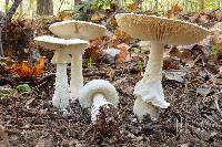 Amanita polypyramis image