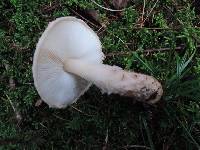 Lepiota subincarnata image