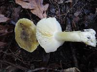 Tricholoma subsejunctum image