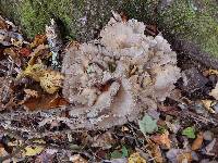 Grifola frondosa image