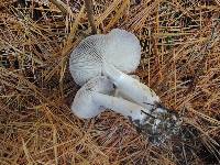 Tricholoma terreum image