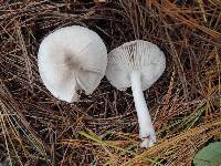 Tricholoma argyraceum image