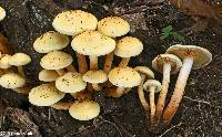 Pholiota alnicola var. alnicola image