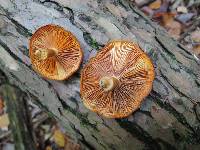 Tricholomopsis sulphureoides image