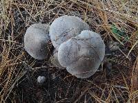 Tricholoma terreum image