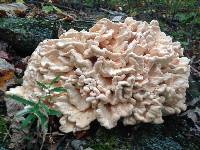 Laetiporus cincinnatus image