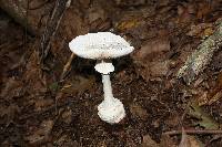 Amanita abrupta image