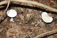 Amanita abrupta image