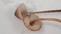 Mycena purpureofusca image