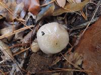 Pholiota lenta image