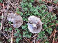 Tricholoma portentosum image