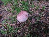 Hygrophorus capreolarius image