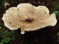 Leucopaxillus giganteus image