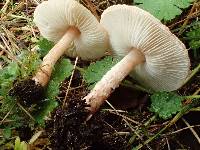 Lepiota subincarnata image