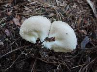 Lycoperdon molle image