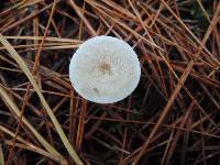 Leucocybe candicans image