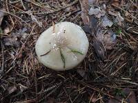 Hygrophorus agathosmus image