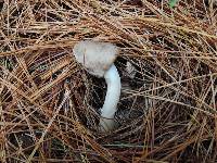 Tricholoma myomyces var. cystidiotum image