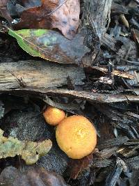 Gymnopilus thiersii image