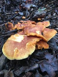 Gymnopilus thiersii image