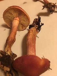 Gymnopilus thiersii image