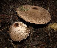 Chlorophyllum olivieri image