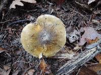 Tricholoma subsejunctum image