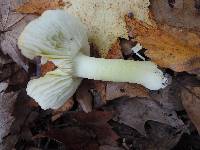 Tricholoma subsejunctum image