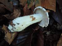 Tricholoma album image