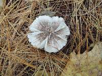 Tricholoma scalpturatum image