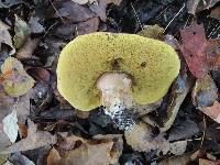 Boletus chippewaensis image