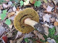 Boletus chippewaensis image