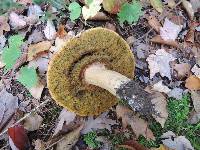 Boletus chippewaensis image