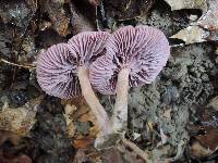 Laccaria amethystina image