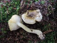 Tricholoma subsejunctum image