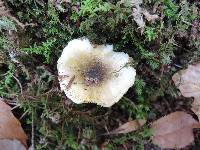 Tricholoma subsejunctum image