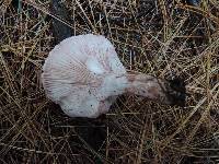 Hygrophorus erubescens image