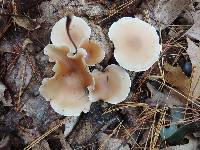 Clitocybe diatreta image