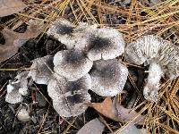 Tricholoma terreum image